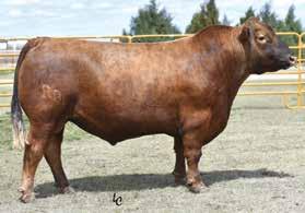 00 PE d 5/12/16 to 7/1/16 0 10 12 23 10 13 to Bieber Federation B544 41 17 78 8 34 60 Due 3/5/17 with Bull BACH Ms Stormer S009C is a most attractively designed yearling Red Angus female.