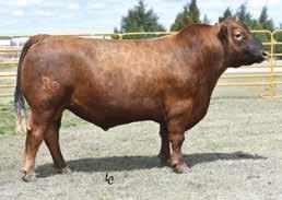 Reference Sires GELBVIEH BULLS SIRE CD BW WW YW MK CM HP PG30 ST DMI YG CW REA MB $Cow FPI EPI 063X ET 7 4.5 79 102 13 6 10.03 2.85 4.03 -.50 36.22 -.18 61.84 64.53 78.