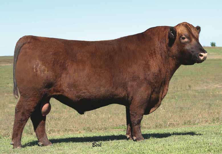 RED ANGUS