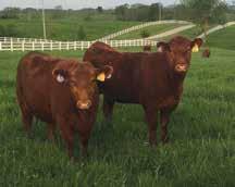 Based on our observations, we think that s achievable. The marketplace currently favors the Red Angus female over any other breed.