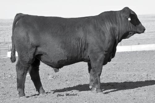 Genetic Power SPRING GELBVIEH AND BALANCER BULLS DLW NEW FRONTIER 33A ET Sire of Lots 60-66.