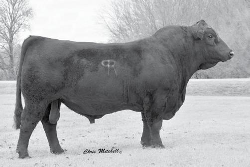 Genetic Power SPRING GELBVIEH AND BALANCER BULLS DCSF POST ROCK ASTRONAUT 157A Sire of Lots 90-92.