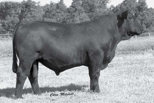 Genetic Power SPRING GELBVIEH AND BALANCER BULLS CCRO CAROLINA EXCLUSIVE 1230Y Sire of Lots 110-114.