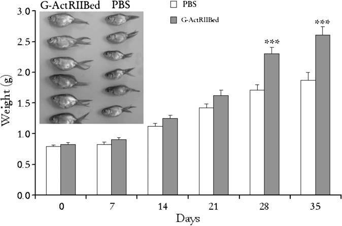Case 2) Use of ActRIIB-ECD, a myostatin inhibitor Carpio et al., Regulation of body mass growth through activin type IIB receptor in teleost fish.