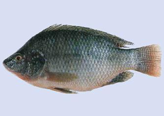 Recent trial (2010-2011) with tilapia in Hawaii Objective To examine whether the enhanced weight gain induced by treatment with myostatin inhibitors at early stages of fish growth would lead to