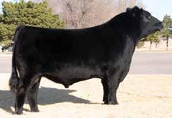 GASTON 7 RANCH FALL SPECTACULAR PEN OF 3 EXAR TITLELIST T011 Sire of Lots 31A-31C SKLS 901S Dam of Lots 31A-31C 31a 59 - - OFFERED BY: GRANDVIEW ACRES LIMOUSIN GALF ELLA 224E LIM-FLEX(25) COW HOMO