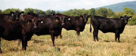 SBLX MARIA 662Y Dam of Lot 47 Lots 5O-12O COMMERCIAL FEMALES The heifers and commercial cows being offered are 90% AI-sired by top studs from Genex and Select