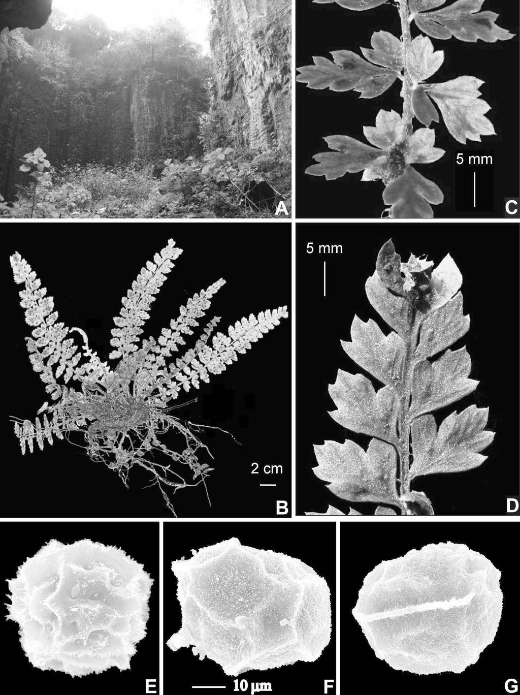 Volume 22, Number 2 Luo & Zhang 189 2012 Polystichum tiankengicola (Dryopteridaceae) from Guizhou, China Figure 2. Polystichum tiankengicola Li Bing Zhang, Q. Luo & P. S. Wang. A.