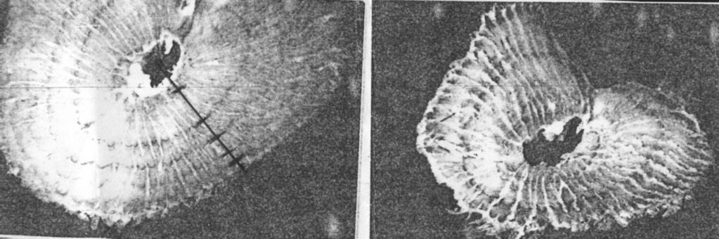 202 Lidia Horoszewicz, Tadeusz Backiel Photo 1. Examples of fin ray sections. to the successive annuli along the axis perpendicular to the longest edge of the fin ray section (Photo 1).
