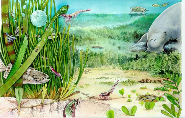 It identifies areas important for seagrass species diversity and conservation.