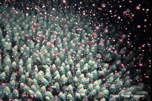 Coral Reproduction Asexual: Budding (polyps split & coral grows in