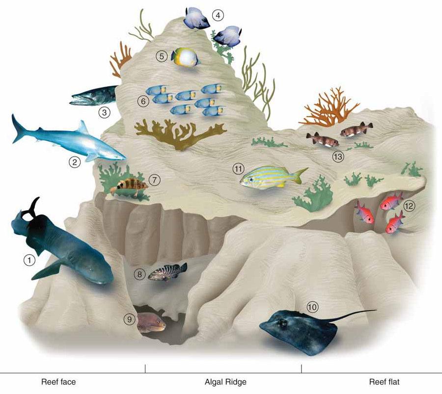Coral Reef Fishes Reef: shelter, protection, food for
