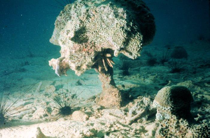 Threats to Coral Reefs Support 25% of known marine species 27% of reefs dead, 14% more in 10 yrs. Coral Bleaching: sea surface temps.