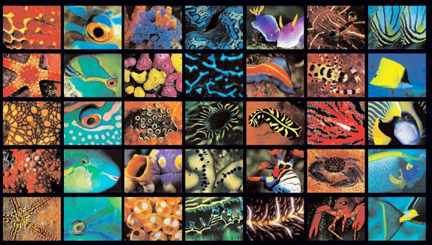 Animal Coloration & Communication Most marine species use non-visual (smell, sound, taste, touch) Vision predominates in clear, sunlit reefs Use color to entice mates, threaten foes, advertise