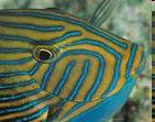 blink colors on & off: Males shoot neon stripes across bodies to attract females who release eggs to mix with sperm
