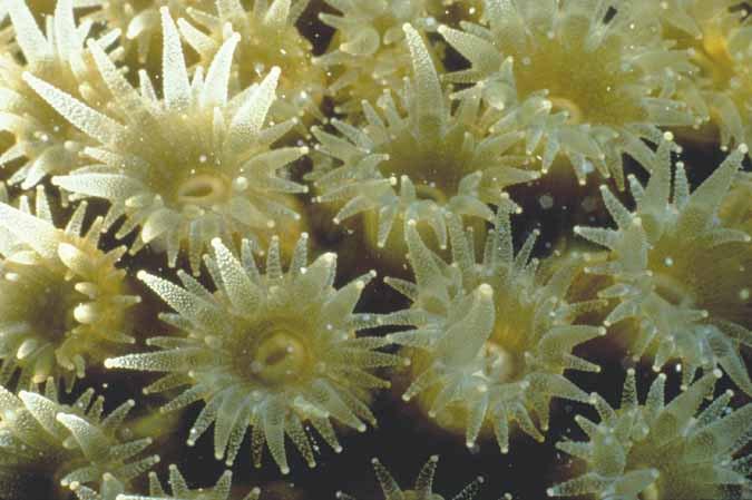 Coral Reefs Created by colonial Cnidarians Stony corals (order Scleractinia) build reefs Polyps produce CaCO 3
