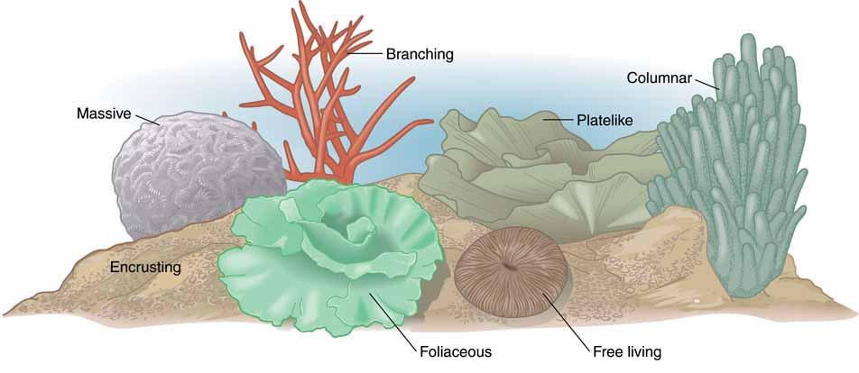 Coral Reef Growth Forms