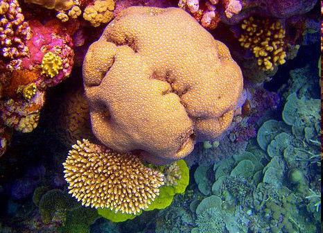Reefs & Coloration Many anemones & corals have bright pastel pigments fluoresce