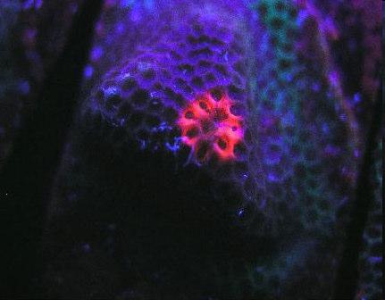 growth Coral parasites also use color: Fluorescent splotches develop where coral