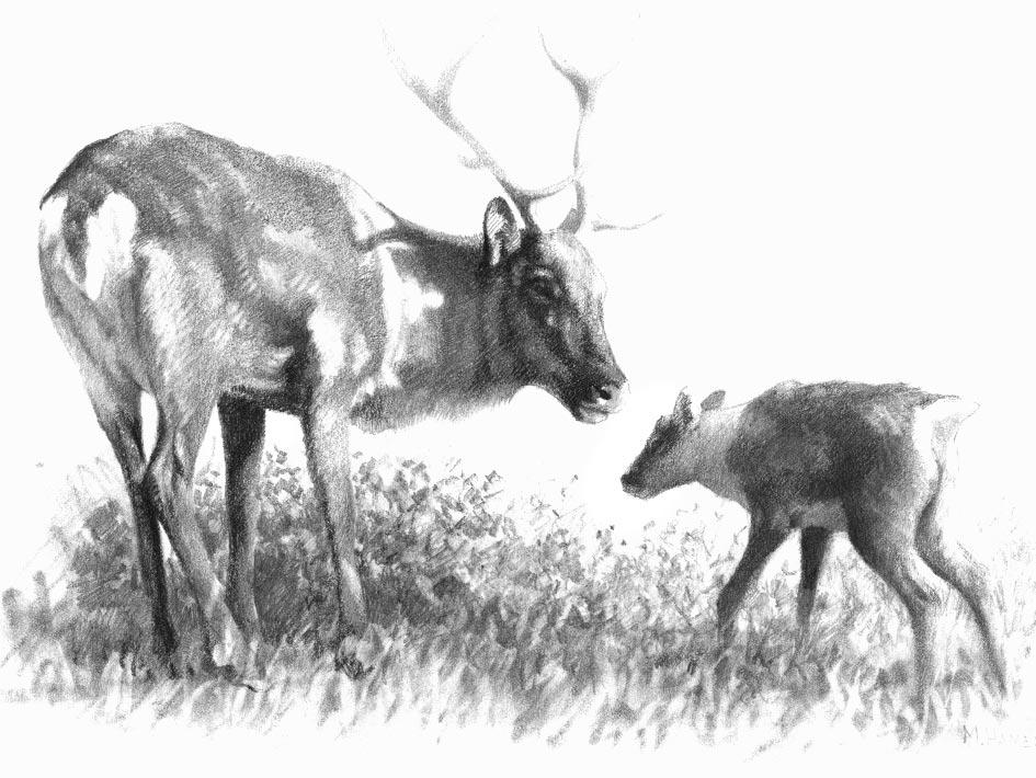 Caribou IN BRITISH COLUMBIA Ecology, Conservation