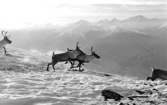 Conserving Caribou both for biodiversity and the enjoyment of future generations requires greater efforts at managing Caribou to ensure that they remain part of British Columbia s rich wildlife