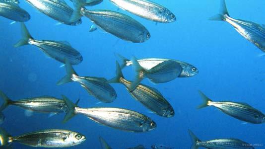 Fish > Breams Native to the eastern Atlantic and in the Mediterranean and Black Seas.