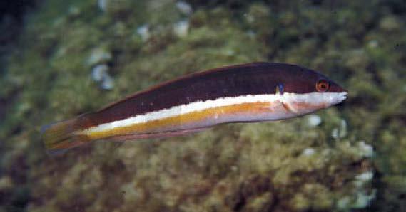 Fish > Wrasses It can be found in the Mediterranean Sea and in the northeast Atlantic Ocean from Sweden to Senegal Sequential hermaphrodite: