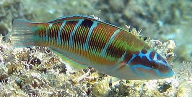 Fish > Wrasses Native to the warm eastern Atlantic Ocean from Portugal to Gabon and the oceanic islands and into the Mediterranean Sea.