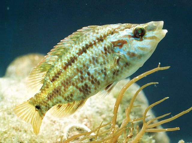 Fish > Wrasses Native to the eastern Atlantic Ocean from Spain to Morocco and through the coastal waters of the Mediterranean Sea