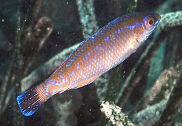 Fish > Wrasses Small cleaner fish to be found often associated with other larger fish they scan in detail in