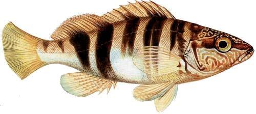 It grows to a length of 28 centimetres (11 in Serranus scriba spends much of its time in rocky