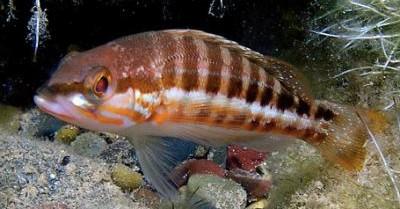 The habitat are rocky or sandy sounding-deeps at depths of 0 200 metres (0 656 ft.