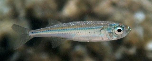 Fish > Others It is a small pelagic fish species which occurs near the surface in the littoral It is found in