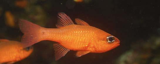 These fishes can grow up to 15 cm long and prefer coral reefs from 10 m to 200 m
