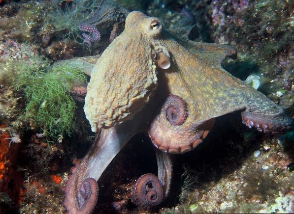 Invertebrates > Mollusks Class cephalopoda. Grows to 25 cm in mantle length with arms up to 1 m long.