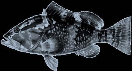 Fish Basic fish anatomy Operculum