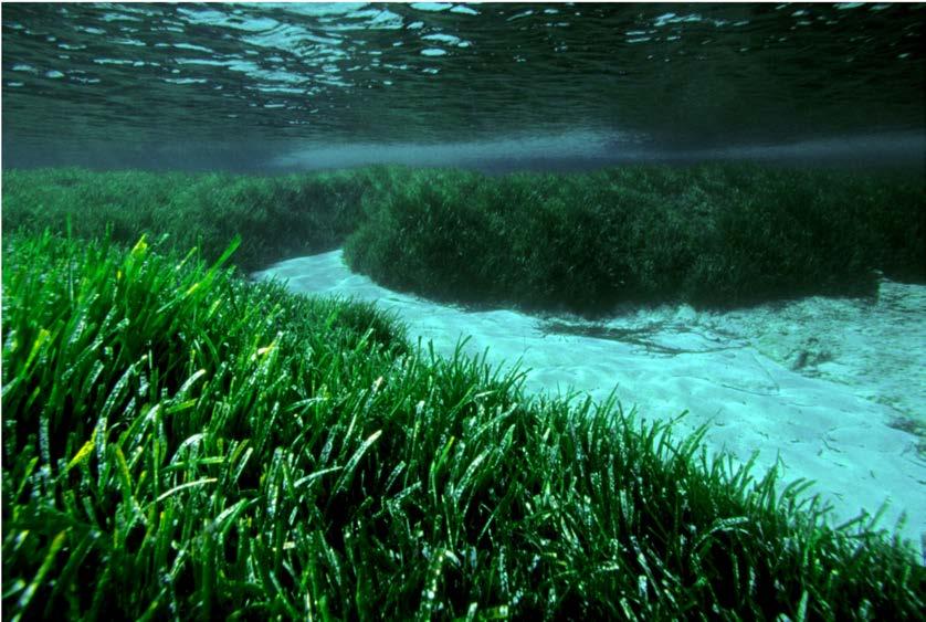 Flora > Seagrass A buried stem or rhizome holds the roots downwards, with long (up to 3m) and thin ribbon-like leaves that are dark green and yellow in color.