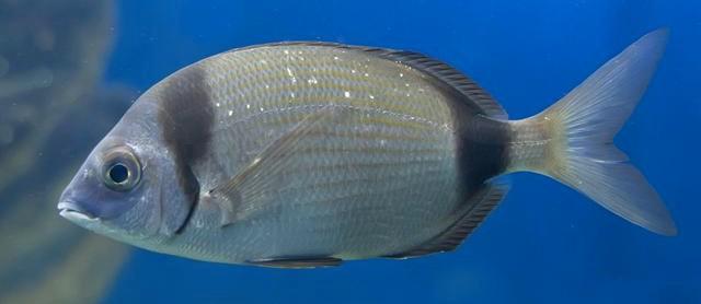 Fish > Breams This species is widespread in the Mediterranean Sea, in the Black Sea and in the