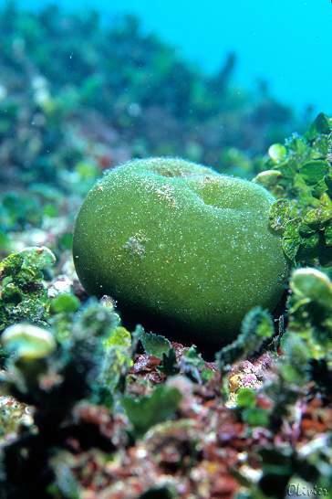 Flora > Algae > Green Size: 20-140 mm Characteristics: Dark green, blackish ball like shape. Sponge-like, hairy, with a velvet texture.
