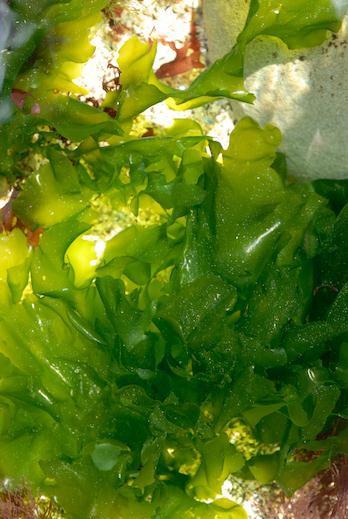 Flora > Algae > Green Characteristics: Light to dark green thallus is a flat, translucent, and often deeply divided wth a somewhat
