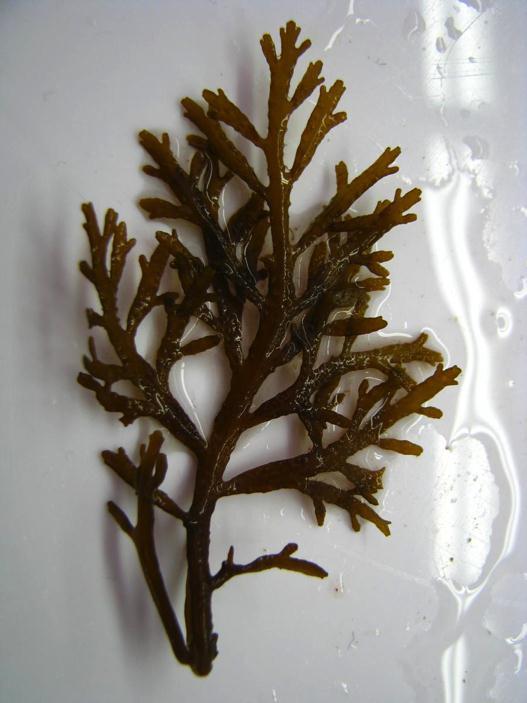 Flora > Algae > Brown Size: 50-200 mm Characteristics: Has a smooth thallus (no spines) and cylindrical