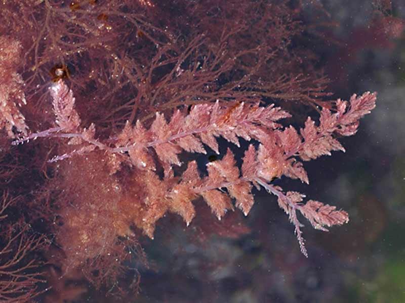 Flora > Algae > Red Size: 10-40 mm Characteristics: Thallus made up of harpoon shaped tufts, that