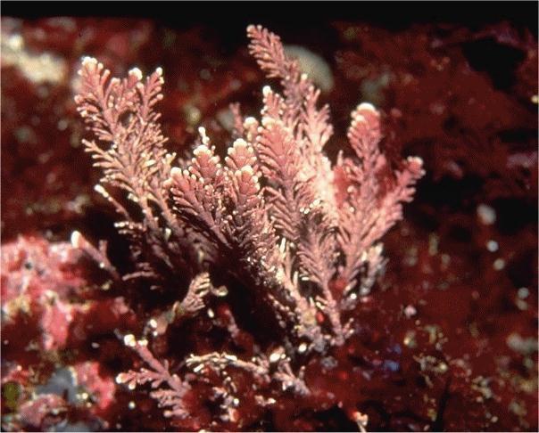 Flora > Algae > Red Size: 20-50 mm Characteristics: Paler in brightly lit sites.