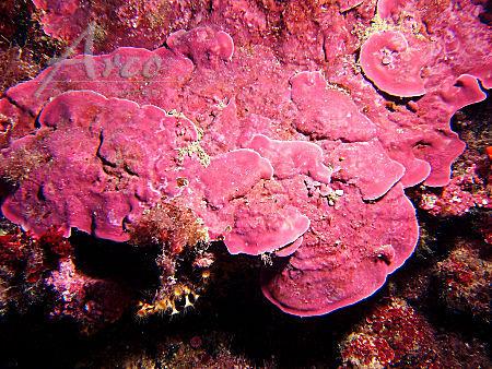 Flora > Algae > Red Size: 5-40 mm Characteristics: Purplish pink encrusting algae, forming flattened crusts that are not entirely attached to the