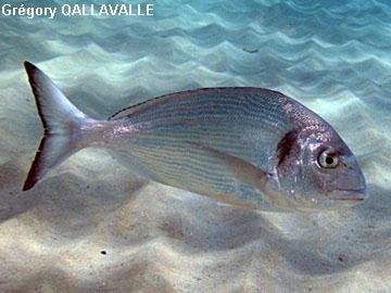 Fish > Breams Found in the Mediterranean Sea and the eastern coastal regions of the North Atlantic Ocean.