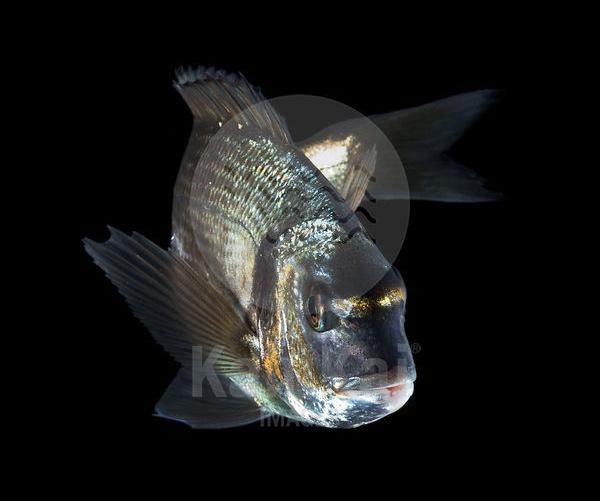 3 ft and weigh up to about 17 kilograms (37 lb. The gilt-head bream is generally considered the best-tasting of the breams.