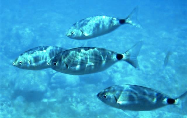 Fish > Breams It is found over seagrass and rocky bottoms in the Mediterranean Sea,