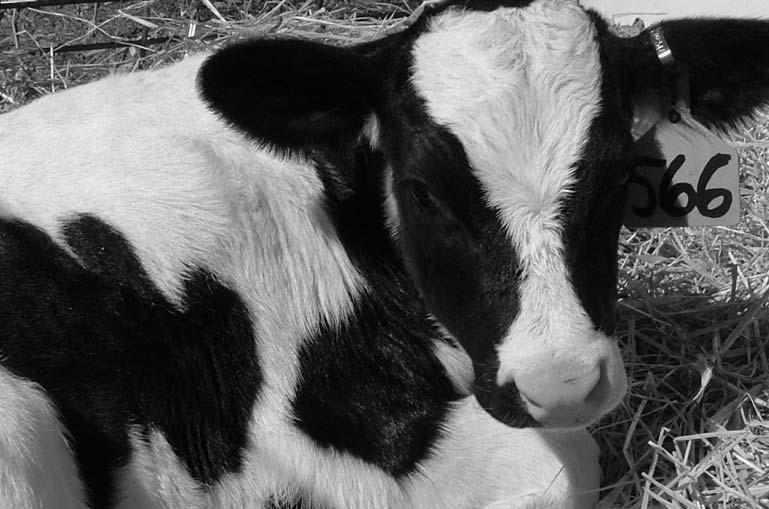 4 Incentives for Dairy Calf Raising Brian Manning Jim Reynolds Chief or Service, Dairy Production Medicine UC Davis School of Veterinary Medicine (559) 786-4584 jreynold@vmtrc.ucdavis.
