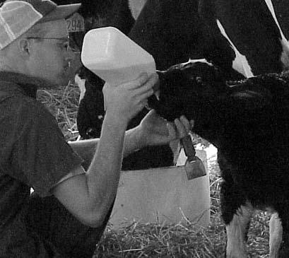 46 D AIRY I NCENTIVE PAY (4 TH E DITION) Newborn calves have an absolute requirement for colostrum.