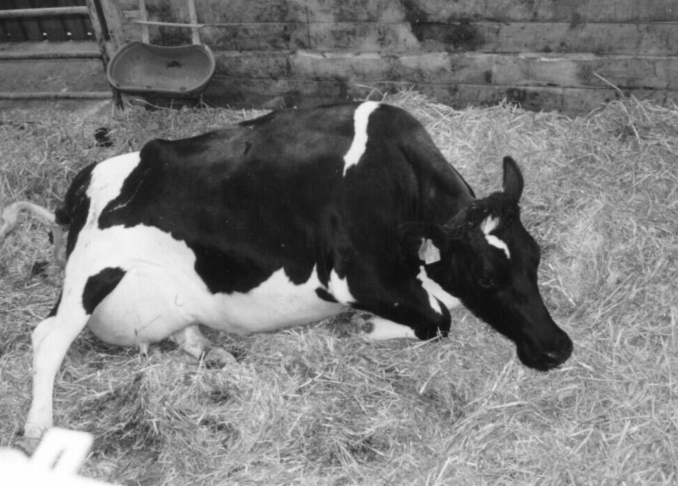 50 D AIRY I NCENTIVE PAY (4 TH E DITION) The mortality rate is commonly calculated and is useful as a clear measurement of success or failure of the calf raising system.